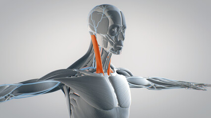 sternocleidomastoid, human muscular system, 3D human anatomy, 3D render