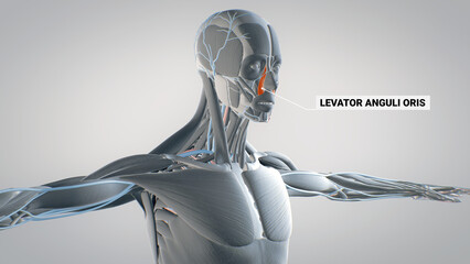 levator anguli oris, human muscular system, 3D human anatomy, 3D render
