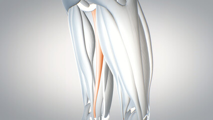 leg muscles,  human muscular system, 3D human anatomy, 3D render