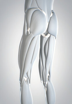 leg muscles,  human muscular system, 3D human anatomy, 3D render