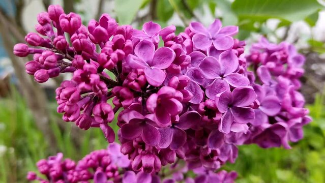 Lilac blooms, delicate flowers abundantly covered the branch, close-up