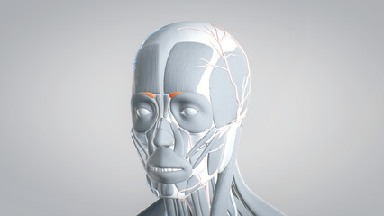All muscles of the face, detailed display of face muscles, human muscular system, 3D human anatomy, 3D render