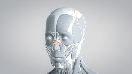 All muscles of the face, detailed display of face muscles, human muscular system, 3D human anatomy, 3D render