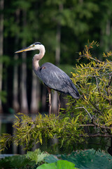great blue heron ardea cinerea on cypress tree