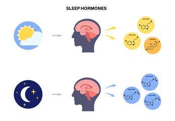 Sleep wake cycle