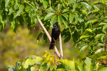Maria preta de penacho - Birds from Brazil - Chapada dos Veadeiros