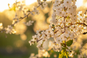 cherry blossoms on the background of the river in the rays of the setting sun, abstract blurred background with bokeh