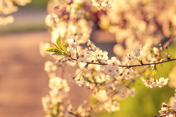 cherry blossoms on the background of the river in the rays of the setting sun, abstract blurred background with bokeh