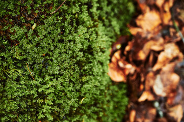 Autumn golden leaves lie on the green beautiful moss. View from above. A macro snapshot of moss.