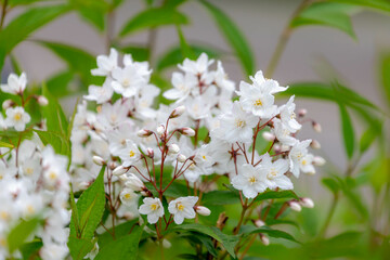 Selective focus white pink flowers of Fuzzy deutzia blooming on the tree in the park, Deutzia...