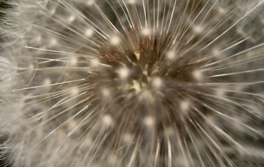 Dandelion on a macro scale. Dandelion seeds close-up. Spreading common plants.