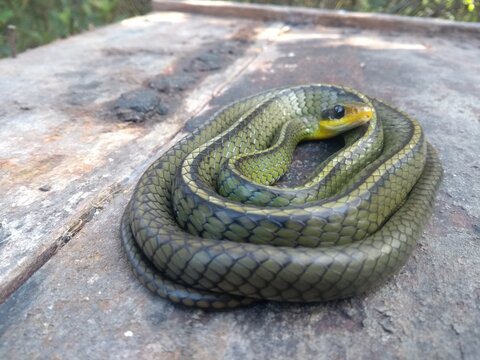 snake on a tree