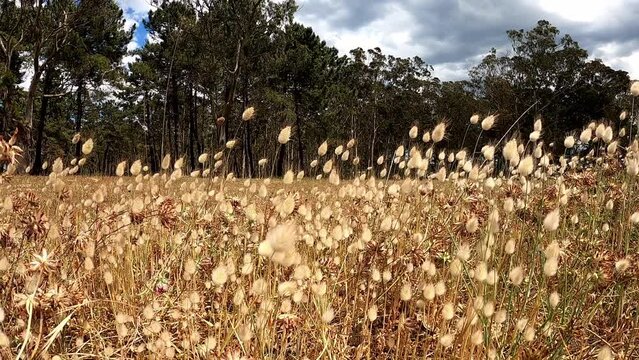 Lagurus ovatus or hare's-tail or hare's-tail grass or bunnytail wild plants swaying in the wind at the sand dune of the Rodiles beach,Asturias,Spain.