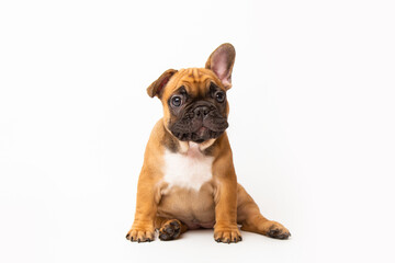 red french bulldog cute dog puppy. funny huppy animals on white background with copy space