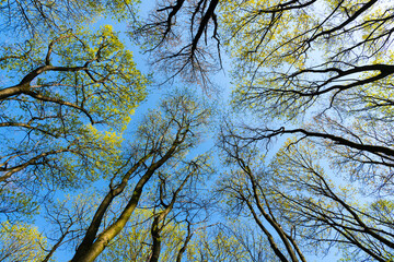 Deciduous spring forest trees upward view against sky, treetops
