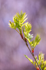 Sorbus leaves in early spring