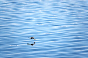 Svalbard. Snow in late spring. Midnight sun. Snowmobiles and Boats. Sun and clouds. Glaciers. North Pole. Ice and Iceberg. Ice caves. Reindeers. Norway.