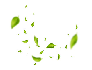 Flying green leaf. Organic cosmetic pattern. Fresh tea wind background. Vegan, eco, bio design element. Leaves vortex falling. Wave foliage ornament. Beauty product. Spring tree. Vector illustration - obrazy, fototapety, plakaty