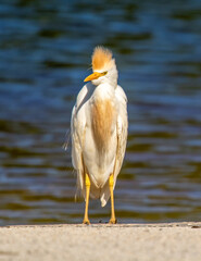 Frazzled Cattle Egret