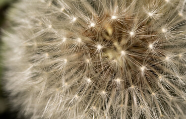 Dandelion on a macro scale. Dandelion seeds close-up. Spreading common plants.