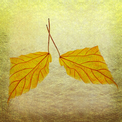 Obraz premium 黄色の落ち葉