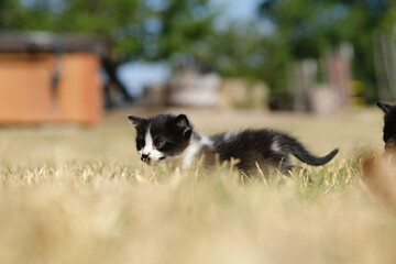 Naklejka na ściany i meble Kitten in yard grass outdoors, exploring as baby cat.