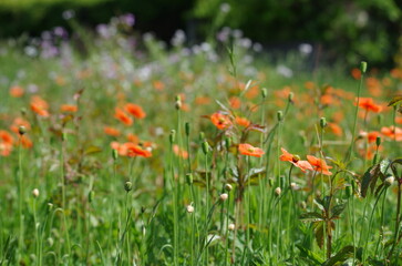 ポピーの花畑