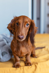 A dachshund puppy sits on a yellow bed next to a toy