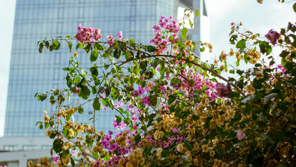 Rosas y cielo