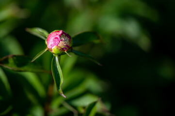 Obraz premium peony buds waiting to open