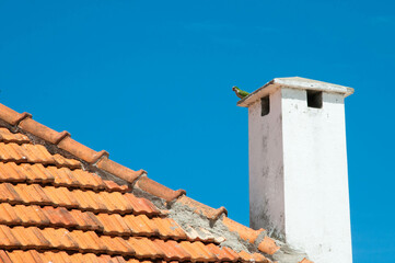 chimney on the roof whit parrot