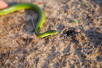 Opheodrys smooth green grass snake slithers through the dry grass