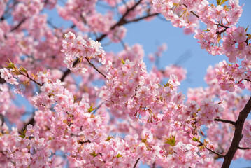 Cherry blossoms, Kawazu Zakura tree