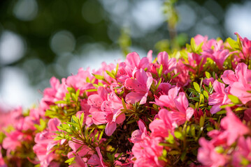 Pink azalea flower, Satsuki azalea