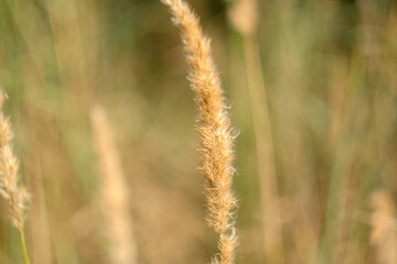 Background of sedge grass on sunny day. Dune grass waving in the wind during sun day. Beach grass...