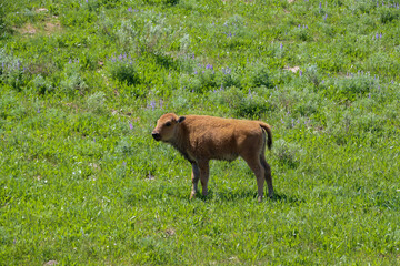 Fototapeta premium Baby Buff