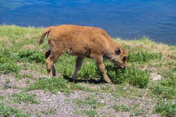 Fototapeta premium cow in the field