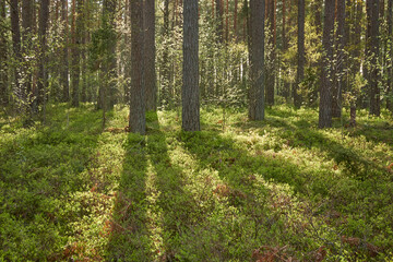 Fototapete bei efototapeten.de bestellen   