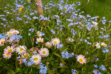 Fototapete bei efototapeten.de bestellen   