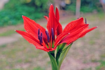 Obraz premium Close up de azucena roja 