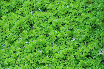 Fototapeta na wymiar green floating Azolla Pinnata, a species of fern that is very useful for agriculture in many ways.