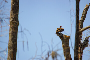 Buzzard through the trees hunting 