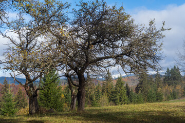 Cloudy and foggy morning late autumn mountains scene with old apple tree in front. Peaceful picturesque traveling, seasonal, nature and countryside beauty concept scene. Carpathian Mountains, Ukraine.