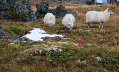 Icelandic sheep herd grazes on a mountainside. View during auto trip. This ancient breed is unique...