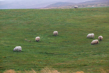 Icelandic sheep herd grazes on a mountainside. View during auto trip. This ancient breed is unique...