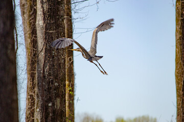 Great blue heron flying through the trees