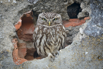 Little owl Athene noctua close up in a wall of a building