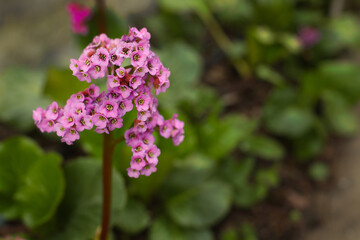 Pink Bergenia in the Spring