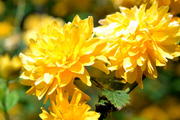 Fototapeta premium Kerria japonica, commonly known as Japanese roseor Japanese kerria, Japanese Yamabuk. Kerria japonica pleniflora yellow blossoms