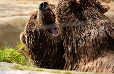 Osos jugando en un Zoo